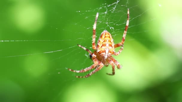 European garden spider - Footage, Video
