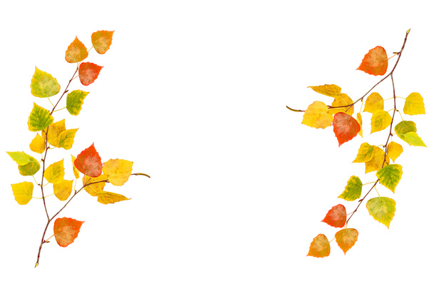 zářivě barevné podzimní listí - Fotografie, Obrázek