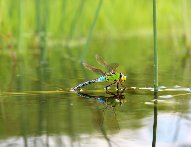 Sudenkorento heijastus vedessä
 - Valokuva, kuva