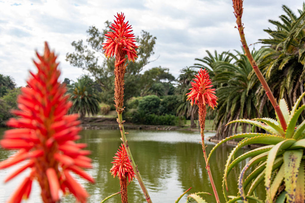 hermosas flores suculentas en el parque nacional de Montevideo
 - Foto, Imagen
