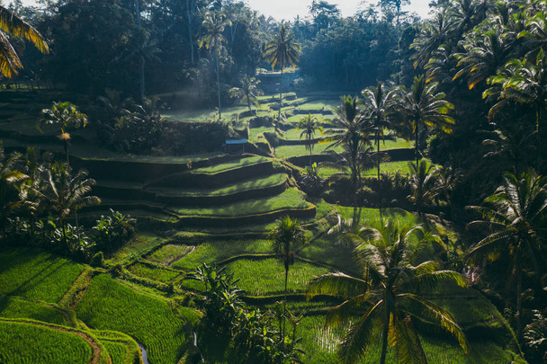 Aerial drone view of the rice terraces in Bali. Wanderlust trave - Photo, Image