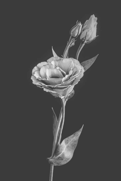 aislado retro monocromo lisianthus flor, brotes, tallo, fondo gris
 - Foto, Imagen