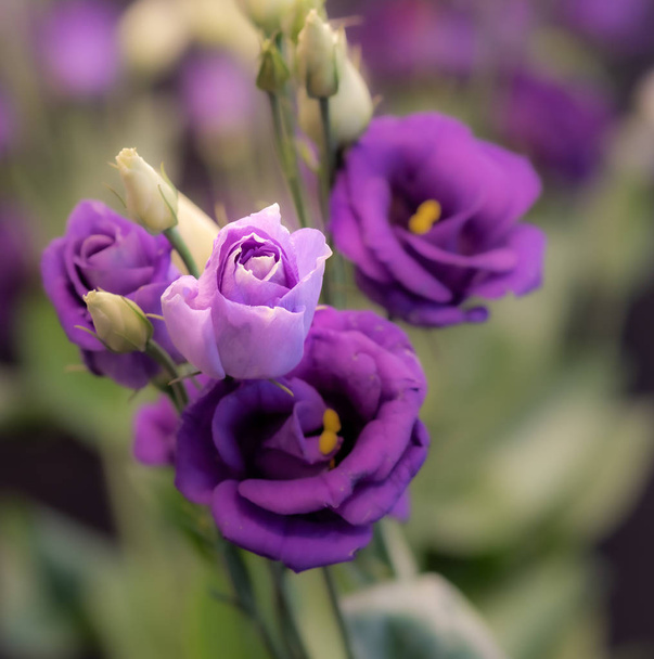 фіолетовий синій рожевий лізіантус цвіте,бюджет відкритий макрос
 - Фото, зображення