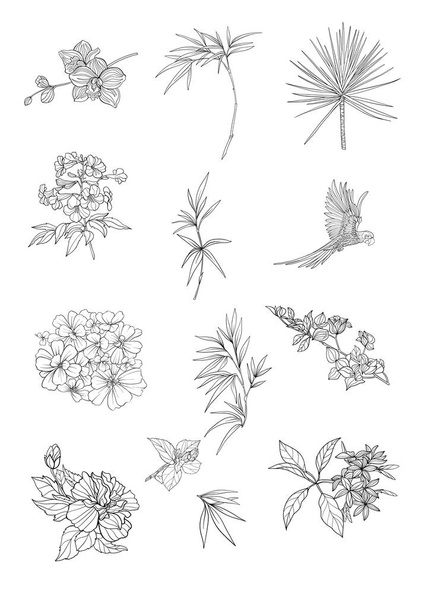 Set of tropical plans, flowers and birds. - Vector, afbeelding