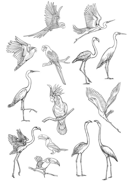 Set of tropical plans  birds. - Vektor, obrázek