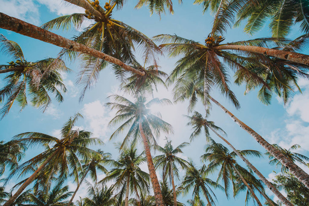 Palm tree jungle in the philippines. concept about wanderlust tr - Фото, зображення
