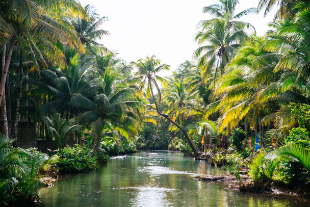 Palm tree jungle in the philippines. concept about wanderlust tr - Φωτογραφία, εικόνα