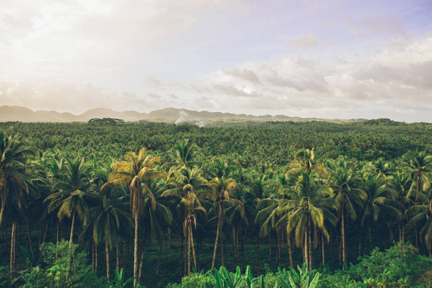 Palm tree jungle in the philippines. concept about wanderlust tr - Фото, изображение