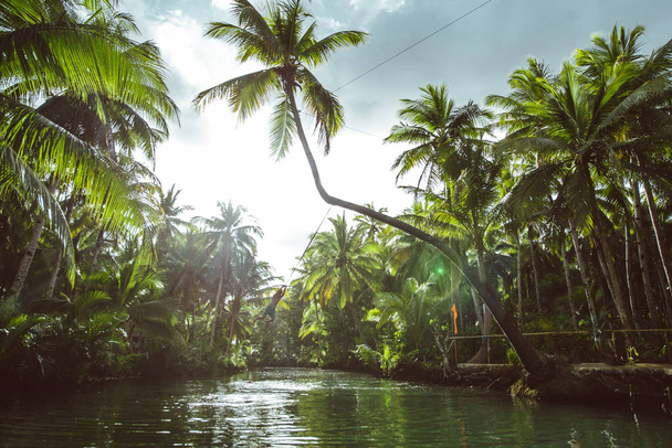 Palm tree jungle in the philippines. concept about wanderlust tr - Φωτογραφία, εικόνα
