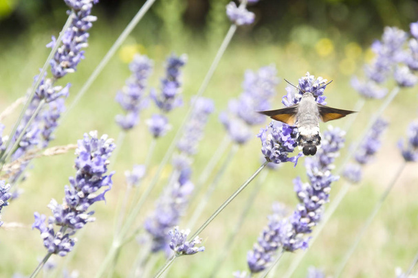 De Sfinx van Galio, vliegt op de geurige bloemen van lavendel, om nectar te verzamelen. - Foto, afbeelding