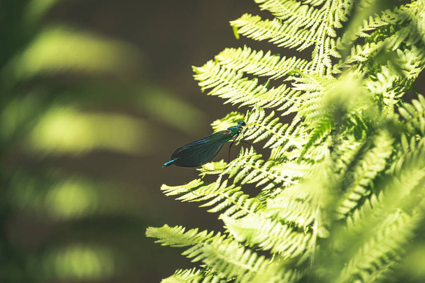 The beautiful demoiselle damselfly on green fern leaf - Foto, afbeelding