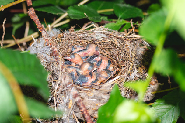 Eurasian blackcap naakte kippen in het nest - Foto, afbeelding