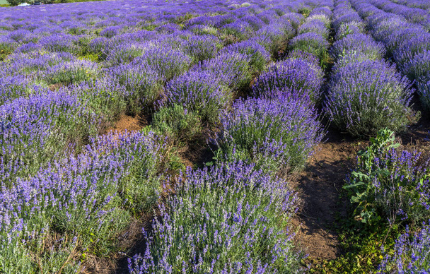 Lavender flowers in the sun in soft focus, pastel colors and blur background. Purple field of lavender. Provence with space for text. French lavender in the field, unsharp light effect. Short focus - Фото, изображение
