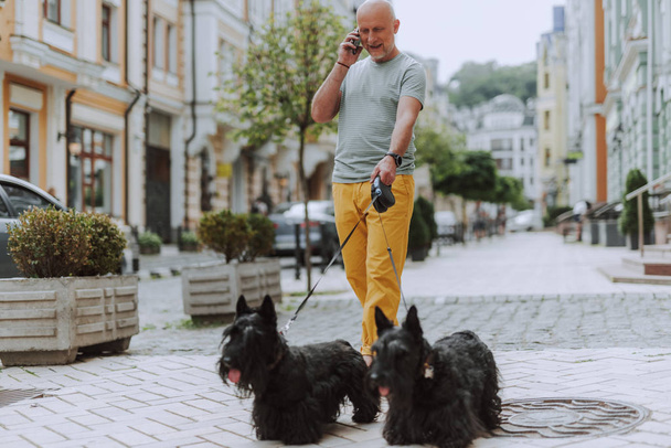 Smiling man walking along street with two black scotch terriers - 写真・画像
