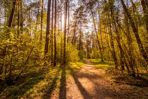 Puesta de sol en bosque de pino primavera
. - Foto, Imagen