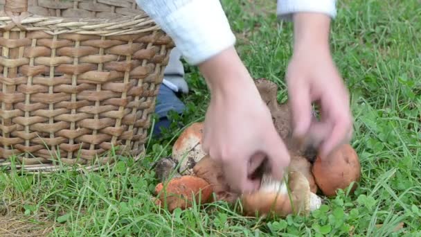 Hand mushroom basket - Footage, Video