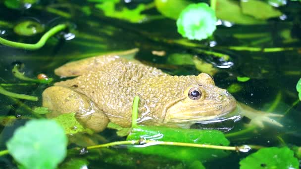 カエルは水の中で太陽から離れて住んでいて、夜に活動しています2 - 映像、動画