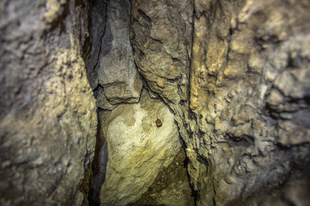Morcego na parede na caverna
 - Foto, Imagem