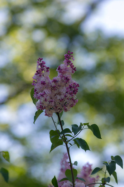 branch of a blossoming lilac - Photo, Image