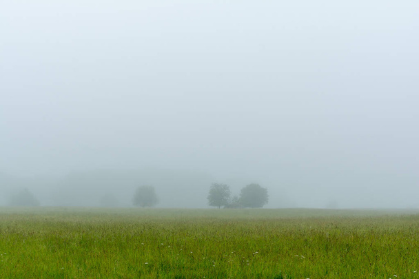 Πυκνή ομίχλη σε μια αργά την άνοιξη/νωρίς το καλοκαίρι το πρωί στο εθνικό πράσινο Γουίλμινγκτον Λιβάδι, Ιλινόις. - Φωτογραφία, εικόνα