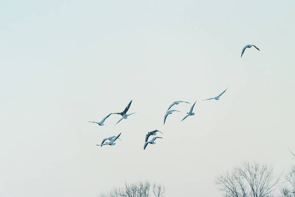 Blízká střela krásných racků plujících v modrém nebi - Fotografie, Obrázek