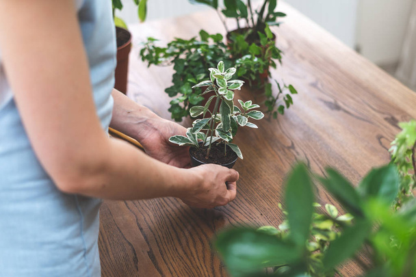 Tuinman vrouw herplant groene plant thuis - Foto, afbeelding