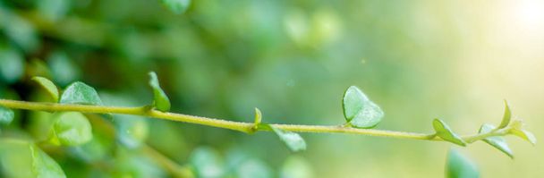 Natural banner, green leaves in the garden - Photo, Image