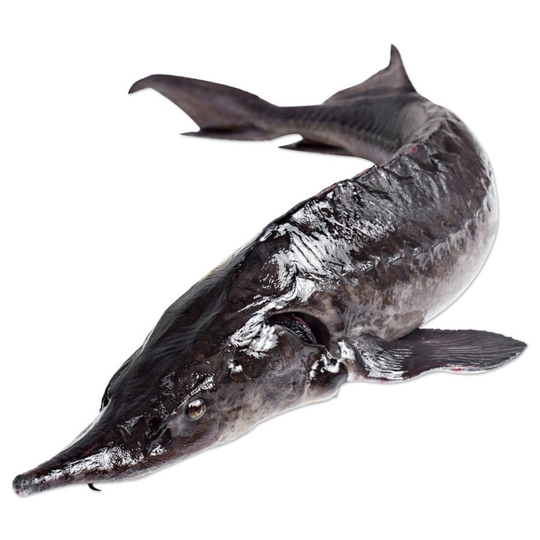  poissons d'esturgeon sur un fond blanc
 - Photo, image