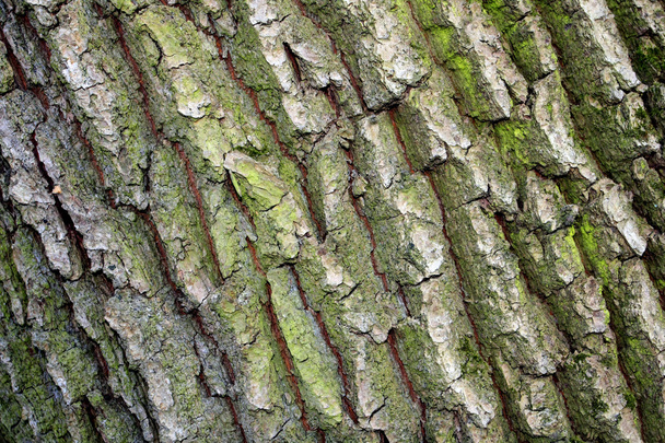 Oak wood seamless pattern - Valokuva, kuva