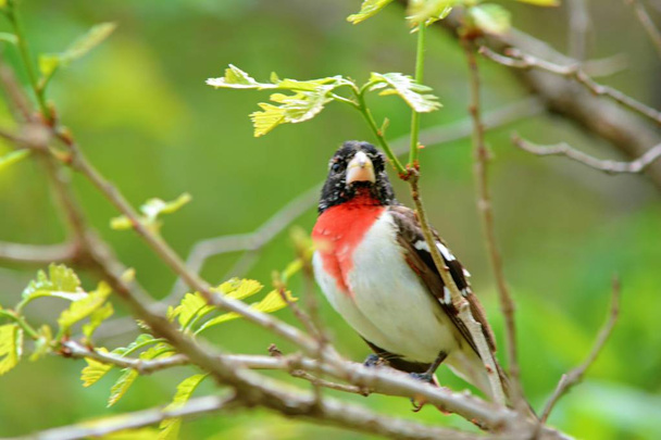 Bright spring closeup of a rose-breasted grosbeak perching upon a small woody branch. - Photo, Image