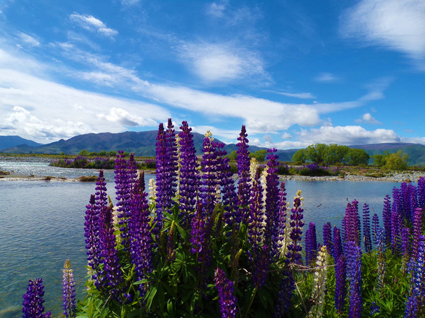 violet lupine. lupinen aan de oevers van de pukaiki kanaal op het zuidelijke eiland Nieuw-Zeeland. Wolf Bloemen op het meer.  - Foto, afbeelding