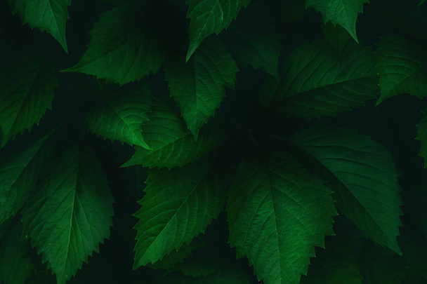 Bright green leaves top view minimalistic background - Foto, imagen