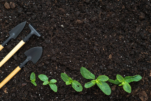 Set gardening tools, rake, shovel and small green leafy plants o - Photo, Image
