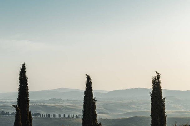 evergreen cypresses in front of Tuscany landscape - Photo, image