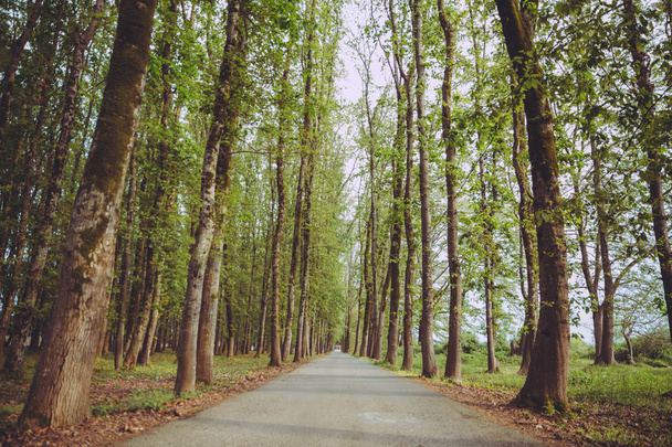 Ścieżka maszyny w lesie. miejsca po stronie kraju pusty samochód drogi drogę. pusty samotny asfalt drogowy drogowego między drzewami w lesie na zewnątrz środowiska przyrodnicze w świeżej pogodzie z zielonymi kolorami - Zdjęcie, obraz