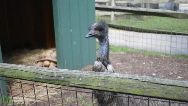 A large emu in an enclosure - Filmati, video