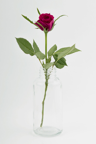 Rose in small vase - 写真・画像