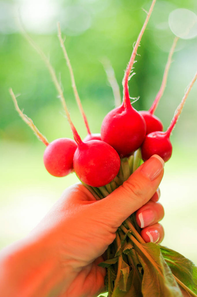 hand holding bunch of fresh radishes. harvest. healthy food. bright summer photo. - Foto, immagini
