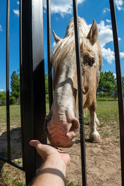 Σκουριασμένο κόκκινο άλογο πίσω από το φράχτη ζώο φύση - Φωτογραφία, εικόνα