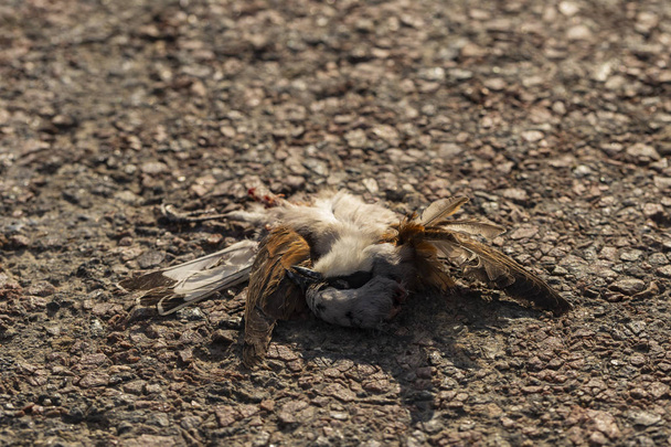 Dode vogel. De oorlogen van de weg-dood van een klauwier. Het doden van een vogel. Dood van de auto. De Red-backed klauwier (Lanius collurio) is een vleesetende zangvogel en lid van de klauwier Laniidae. - Foto, afbeelding