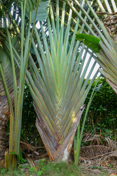 cycads leaves in iriomote island - Photo, Image
