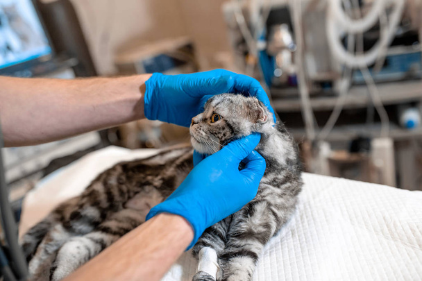 anesthesiologist prepares a cat for surgery. Checks if anesthesi - Foto, Bild