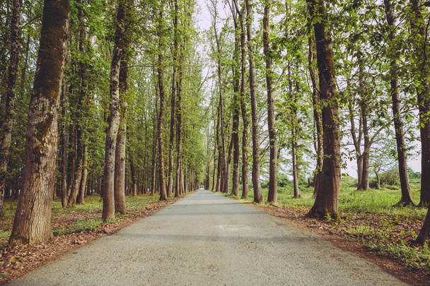 Het pad van de machine in het forest. land kant ruimte lege auto weg pad weg. lege eenzame asfalt auto weg tussen bomen in het bos buiten natuur milieu in frisse weer tijd met groene kleuren - Foto, afbeelding