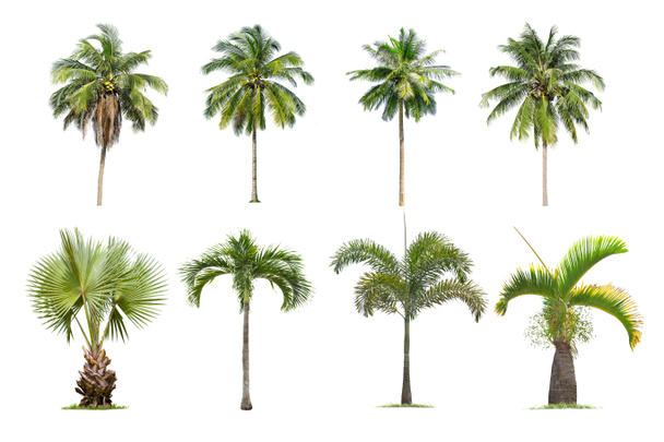 Kokos en palmbomen geïsoleerd boom op witte achtergrond  - Foto, afbeelding