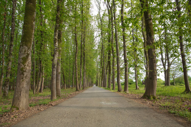 Het pad van de machine in het forest. land kant ruimte lege auto weg pad weg. lege eenzame asfalt auto weg tussen bomen in het bos buiten natuur milieu in frisse weer tijd met groene kleuren - Foto, afbeelding