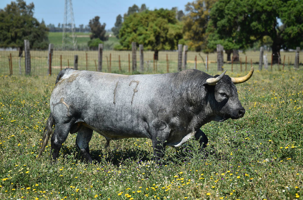 toro en el campo español con cuernos grandes
 - Foto, imagen