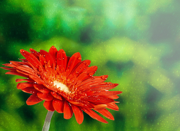 red flower on abstract background - Φωτογραφία, εικόνα
