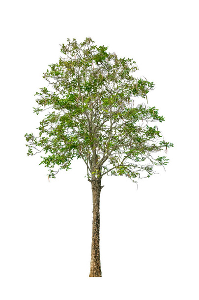 дерево и лист красивый на белом фоне
  - Фото, изображение
