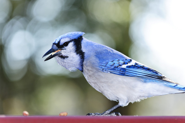 Blue jay bird - Фото, изображение
