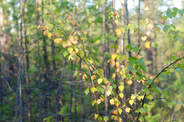 Желтые листья на небольшой осенней березе растут в еловом лесу Северного леса Якутии
. - Фото, изображение
